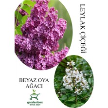 Hakay Gardenbox Kokulu Leylak Çiçeği Fidanı Saksılı 30-60CM + Beyaz Oya Fidanı 30-60CM, Set