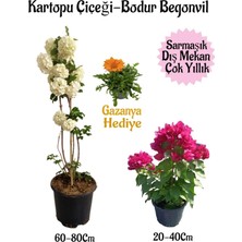 Hakay Nura Botanik Kartopu Çiçeği, Pembe Bodur Begonvil, Turuncu Gazanya Hediyeli Saksılı Bahçe Seti