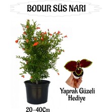 Hakay Kampanyalı Bodur Süs Narı Fidanı 1 Adet/tüplü Yaprak Güzeli Bahçe Peyzaj Seti