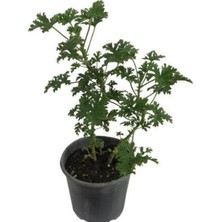 Hakay Gardenbox Saksılı Itır Çiçeği Fidanı, Küçük Boy, 5-15 cm