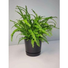 Hakay Videolu Aşk Merdiveni 1 Adet Saksılı/tüplü 30-40CM Iç Mekan Bitkisi (Fujer Nephrolepis)