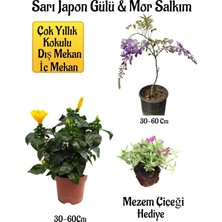 Hakay Gardenbox Sarı Japon Gülü Çiçeği, Mor Salkım Ağacı Fidanı, Mezem Çiçeği Hediyeli Peyzaj Seti, Çok Renkli