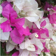 Hakay Gardenbox Begonvil Çift Renk Beyaz - Pembe 50-70 cm Bougainvillea