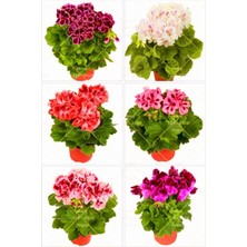 Hakay Nura Botanik Sardunya Çiçeği Fidesi, 2 Adet, Karışık Renkler, 10-20 Cm, Tüplü Geranium