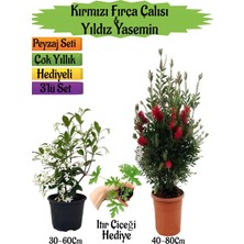 Hakay Bitkim Sende Kırmızı Fırça Çalısı, Kokulu Yıldız Yasemin, Itır Çiçeği Peyzaj Seti, 3'lü Set