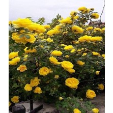 Hakay Nura Botanik Londra Sarı Gül Fidanı, Saksılı, 10-15CM, Yellow Rose