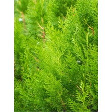 Hakay Serada Decor & Plant Limoni Servi Fidanı, 30-40 Cm, Dış Mekan Bitkisi, Cupressus Macrocarpa, 1 Adet