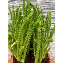 Hakay Gardenbox Prenses Çamı Çiçeği, 10-20 Cm, Tüplü, Çiçekli Bodur Bitkiler, Crassula Muscosa