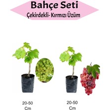 Hakay Serada Decor & Plant 2'li Meyve Seti Çekirdekli Üzüm + Kırmızı Üzüm Fidanı, 20-50 cm