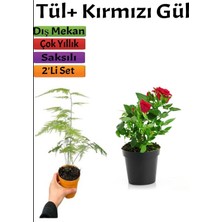 Hakay Çok Avantajlı Kuş Konmaz + Kırmızı Gül Fidanı Saksılı (15-25 Cm) Dış Mekan Bitkileri