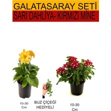 Hakay Nura Botanik Sarı Dahliya, Kırmızı Mine, Buz Çiçeği Takım Seti, 10-30 cm