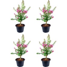Hakay Serada Decor & Plant Pembe Çiçekli Oya Ağacı Fidanı, 30-70 Cm, 4 Adet Tüplü, Lagerstroemia Indica