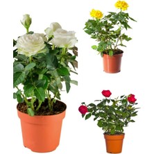 Hakay Serada Decor & Plant Aşılı Gül, Kırmızı Beyaz Sarı Renkli, 25-50 Cm, 3 Adet Saksılı