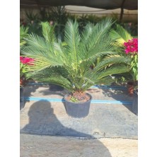 Hakay Serada Decor & Plant Dolgon Formlu Cycas Peyzaj Çiçeği, 55-80 Cm, Saksılı