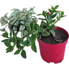 Hakay Serada Decor & Plant 2'li Mini Set Beyaz Hostes Çiçeği + Kırmızı Buz Çiçeği