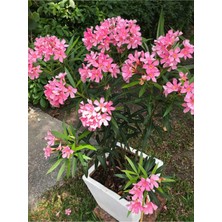 Hakay Gardenbox Pembe Zakkum Çiçeği, 50-70 Cm, 1 Adet Saksılı Çiçekli Bahçe Balkon Bitkisi, Nerium Oleander