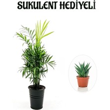 Hakay Nura Botanik Şamador Dağ Palmiyesi Bitkisi, Sukulent Hediyeli, Sevgililer Gününe Özel