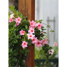 Hakay Gardenbox Pembe Mandevilla Sarmaşık, 30-60 Cm, Renkli Çiçekli