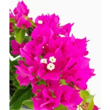 Hakay Serada Decor & Plant Fuşya Pembe Begonvil, 30-50 Cm, 1 Adet Saksılı Çiçekli Bahçe Balkon Bitkisi