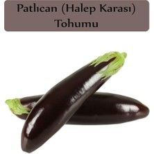 Hakay Zencefil Organik Patlıcan Tohumu Halep Karası 1 Paket (10GR=2000+ Adet) Halep Karası Patlıcan Tohumu