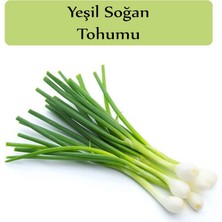 Hakay Zencefil Organik Yeşil Soğan Tohumu 1 Paket (10GR=2000+ Adet) Taze Soğan Tohumu