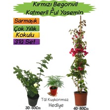 Hakay Gardenbox Kırmızı Begonvil, Katmerli Ful Yasemin, Tül Kuşkonmaz 3'lü Peyzaj Seti