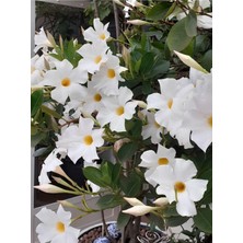 Hakay Serada Decor & Plant Beyaz Mandevilla Sarmaşık Çiçek, 30-60 Cm, Saksıda