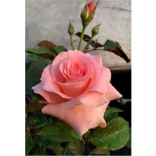 Hakay Gardenbox Yediveren Kokulu Yavruağzı Rengi Saksılı Aşılı Gül Fidanı, Pembe