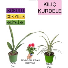 Hakay Nura Botanik 3'lü Set Kılıç Kurdele Çiçeği Pemba Gül Fidanı, 10-30 cm
