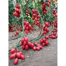 Hakay Gardenbox Zeytin Cherry Domates Tohumu, 25+ Tohum