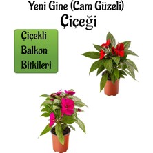 Hakay Serada Decor & Plant Yeni Gine Cam Güzeli Çiçeği, Kırmızı + Fuşya, 2 Adet, Balkon Bitkisi, 10-15 cm