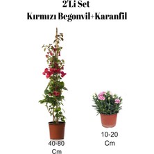 Hakay Gardenbox 2'li Set Kırmızı Begonvil + Pembe Karanfil Çiçeği Dış Mekan Bitkisi, 40-80 cm