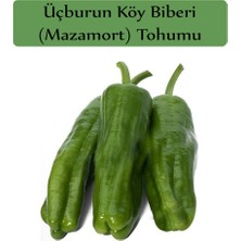 Hakay Zencefil Organik Sera Demre Biber Tohumu 1 Paket (10GR=1000+ Adet) Demre Biber Tohumu