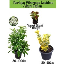 Hakay Kartopu Viburnum Lucidum 1 Adet+Altuni Taflan 1 Adet+Yaprak Güzeli Hediye Bahçe Bitkisi, BTS1852024NA16