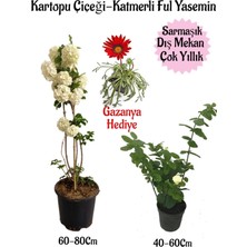 Hakay Serada Decor & Plant Kartopu Çiçeği, Katmerli Ful Yasemin, Kırmızı Gazanya Hediyeli Saksılı Bahçe Seti