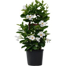 Hakay Serada Decor & Plant Beyaz Çiçekli Sandavilla Mandevilla Sarmaşık, 30-60 Cm, Dış Mekan Saksılı Bitki