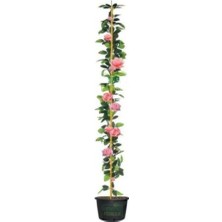 Hakay Serada Decor & Plant Pembe Gül Fidanı, Yediveren Sarmaşık, Mis Kokulu, 70-110 Cm, 3 Adet Saksılı