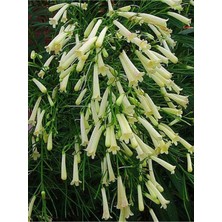 Hakay Nura Botanik Beyaz Mercan Çiçeği Saksılı, 55-120CM, Mis Kokulu