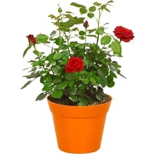 Hakay Gardenbox Kırmızı Gül Fidanı