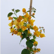 Hakay Gardenbox Sarı Begonvil, 90-100 Cm, Çok Renkli, Dış Mekan Sarmaşık Bitkileri