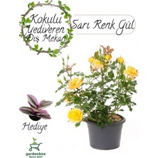 Hakay Nura Botanik Formlu Sarı Bahçe Gülü Çiçeği, Saksıda, 30-50 Cm, Para Çiçeği Hediyeli