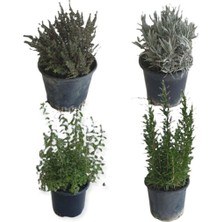 Hakay Serada Decor & Plant Aromatik Bitkiler, 4'lü Mutfak Seti, Mercan Köşk, Lavanta, Biberiye, Kekik