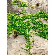 Hakay Nura Botanik Kaya Sarmaşığı (Hedera Helix) Fidesi, 40-60 Cm, Bahçe ve Peyzaj Için