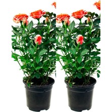 Hakay Nura Botanik Yediveren Somon Rengi Gül Fidanı, 2 Adet, Saksılı/tüplü, 30-55 Cm, Bahçe Bitkisi
