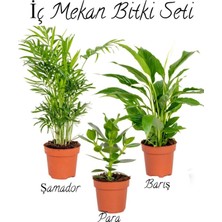 Hakay Nura Botanik Şamador (Areka), Barı Çiçeği, Para Çiçeği Ofis Çiçek Seti, 30-50CM