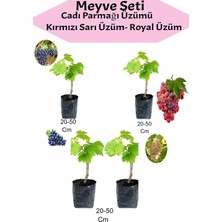 Hakay Nura Botanik 4'lü Üzüm Seti, Cadı Parmağı, Kırmızı, Sarı, Royal Üzüm Fidanı, 20-50 cm
