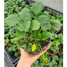 Hakay Gardenbox Çilek Fidesi, Kokulu Yediveren Çilek, 13 cm Saksıda