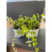 Hakay Serada Decor & Plant Sarı Kız Atın Kolye Ofis Masa Çiçeği, 10-20 Cm, 8,5 Saksı