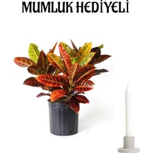Hakay Nura Botanik Renkli Yapraklı Kraton (Croton) Çiçeği, Mumluk Hediyeli