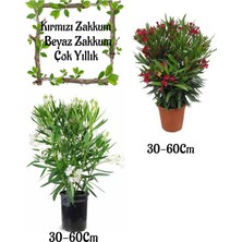 Hakay Nura Botanik Kırmızı Zakkum Çiçeği 1 Adet + Beyaz Zakkum 1 Adet Saksılı Bahçe Seti, 30-60 Cm, Çok Renkli